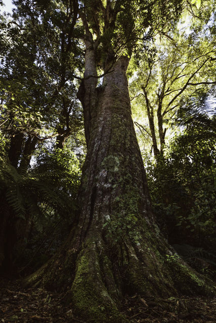 Mighty Matai - This giant matai tree is a highlight of the Boundary Stream Scenic Reserve