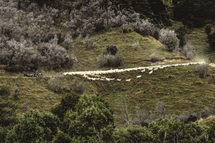 Ruahine Muster III - Moving sheep in the Ruahine Range foothills
