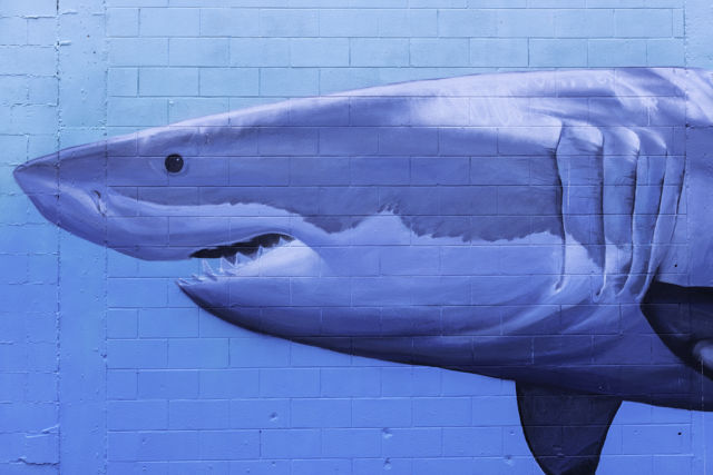 Shark Conservation - A small part of the Seawall mural about shark conservation by Hawke's Bay artist Freeman White