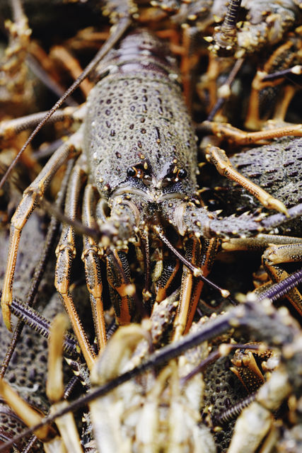 Crayfish - Rock Lobster or Crayfish can be found around the rocky coasts of New Zealand