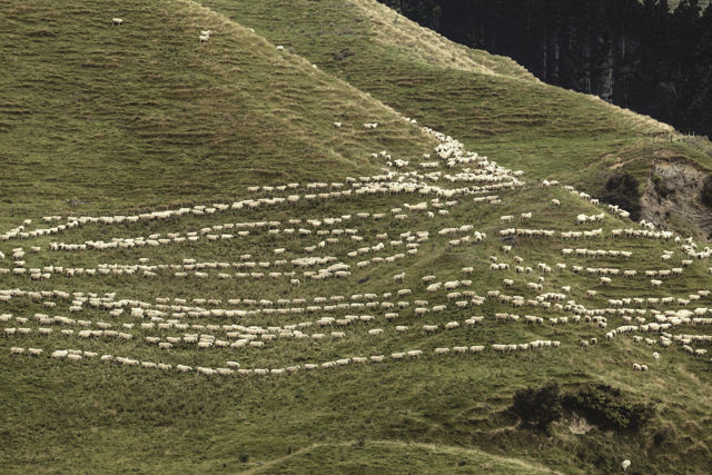Ruahine Muster IV - Moving sheep in the Ruahine Range foothills