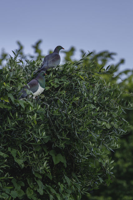 Kereru - A pair of Kereru (NZ Wood Pigeon) enjoying the last evening sunlight in an olive tree