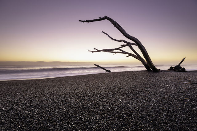 Driftwood Dawn - A driftwood tree on Napier's Marine Parade beach