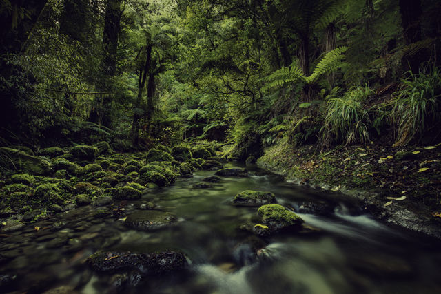 Where Dinosaurs Roam - Discovered at Boundary Stream Reserve in Hawke's Bay NZ this beautiful stream eventually flows over Shine Falls and feels like it's from a time when dinosaurs roamed Earth