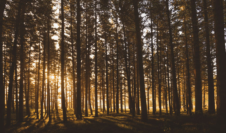 Solar Fire - Late afternoon sunshine through pine trees, at Eskdale Forest, near Napier, New Zealand