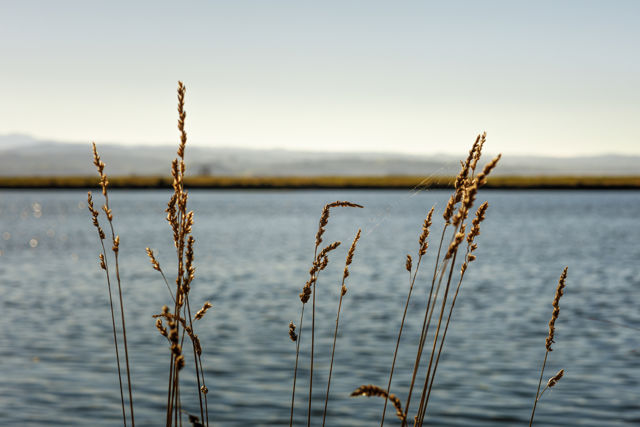 Some Days - A sunny spot in long golden grass beside the estuary