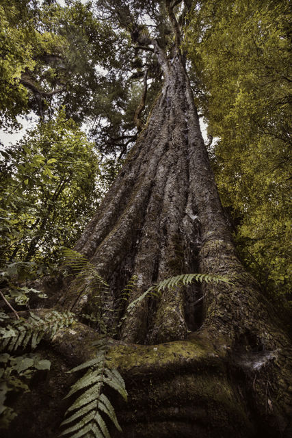 Kaitieki II - An ancient Kahikatea tree in White Pine Bush
