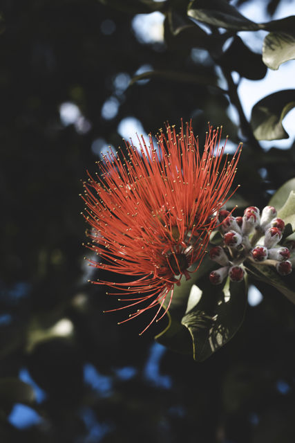 Pohutukawa Flower - Renowned for its vibrant colour and its ability to survive even perched on rocky, precarious cliffs, it has found an important place in New Zealand culture for its strength and beauty