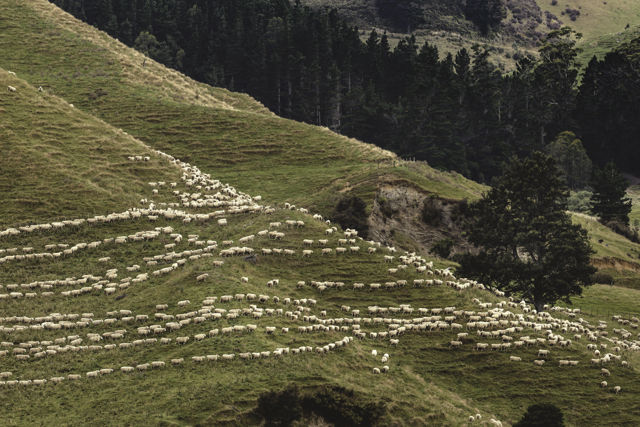 Ruahine Muster II - Moving sheep in the Ruahine Range foothills