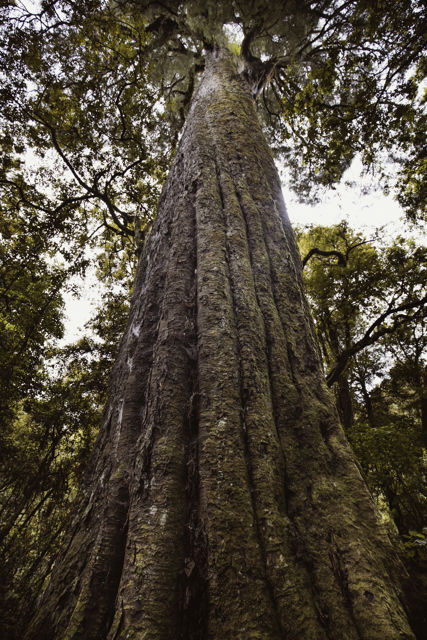 Kaitieki III - An ancient Kahikatea tree in White Pine Bush