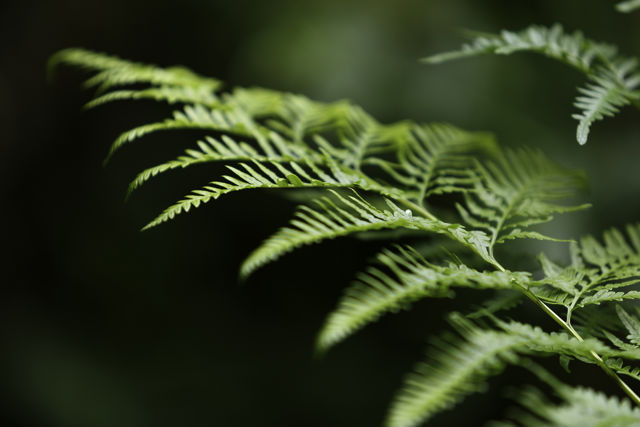 Green Fern - A fern seen in New Zealand bush