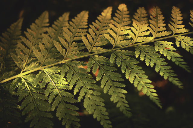 Sunlight Fern - A fern in afternoon light in New Zealand native bush.
