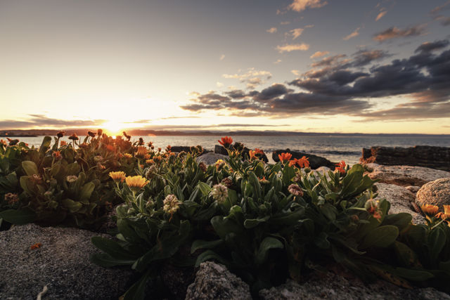 Sunset Wildflowers - Last sunlight across the harbour