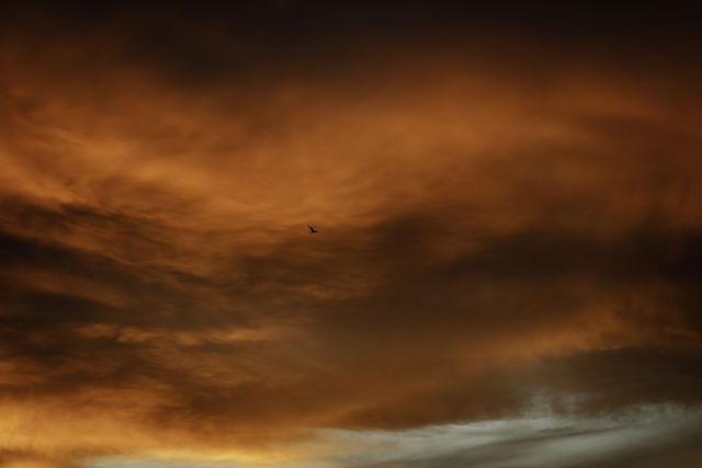 Firebird - A lone seagull flying across a fiery sunset