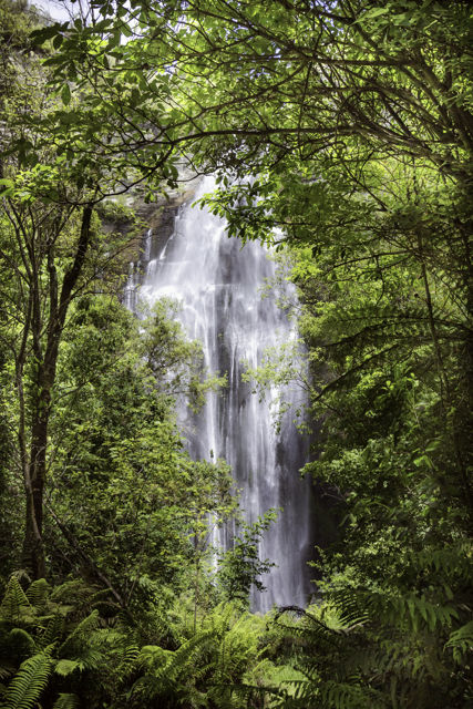 Shine Falls - Rising 58 metres, Shine Falls is Hawke's Bay's most spectacular and highest waterfall
