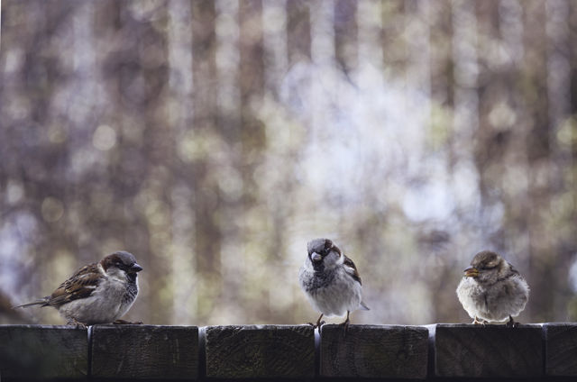 Three Sparrows -