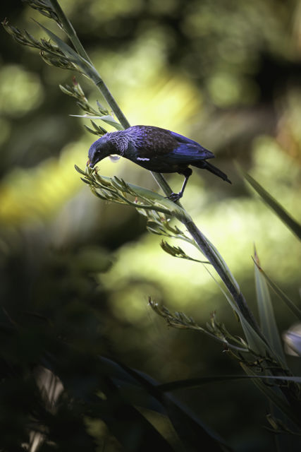 Tui On Harakeke IV - Tui come for the sweet nectar in the flax flowers