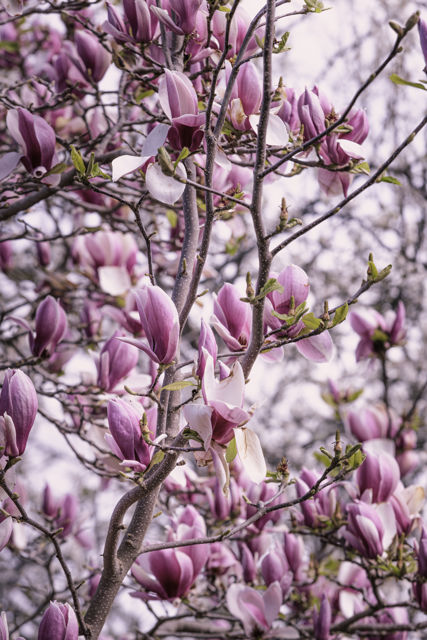 Magnolias - Bright pink magnolia flowers