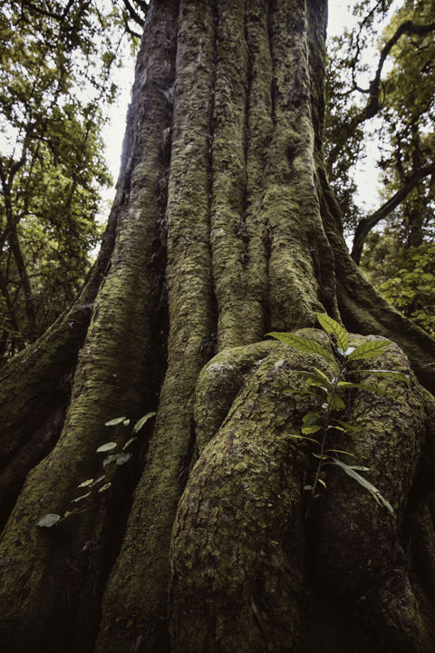 Kaitieki - An ancient Kahikatea tree in White Pine Bush
