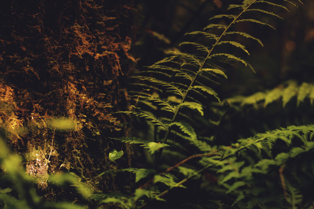 Trunk & Fern - A fern bathed in afternoon light seen in New Zealand bush.