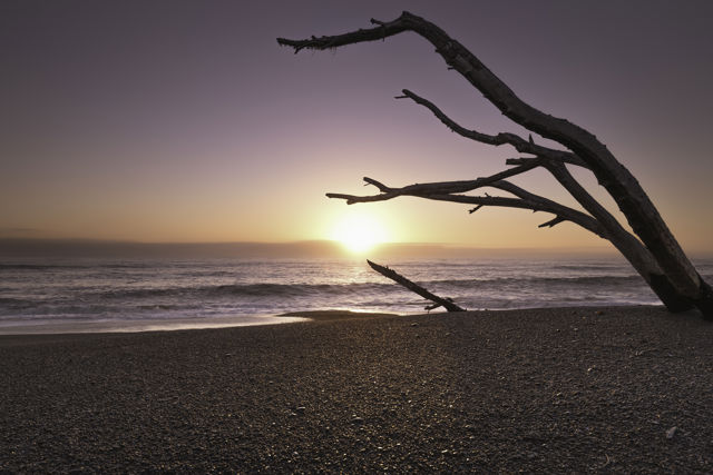 Driftwood Sunrise - The rising sun framed by a driftwood tree on Napier's Marine Parade beach
