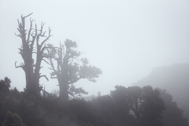 Maungaharuru Trees - Trees in mist on the Maungaharuru Range