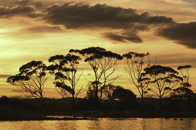 Box Of Matches - Sunset over Ahuriri estuary silhouetting a stand of eucalyptus trees