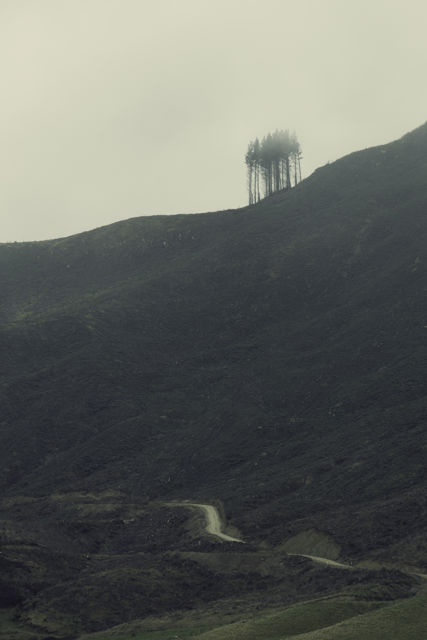 Last Stand - The last remaining trees of a harvested pine forest standing high on a misty ridge