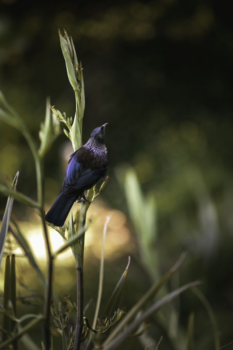 Tui On Harakeke - Tui come for the sweet nectar in the flax flowers