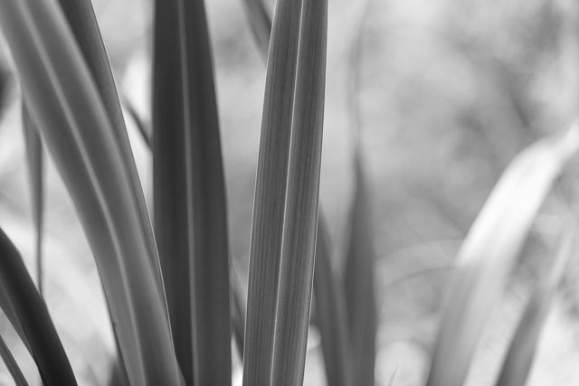 Harakeke B&W - New Zealand flax - an important native plant with long, stiff, upright leaves and orange flowers