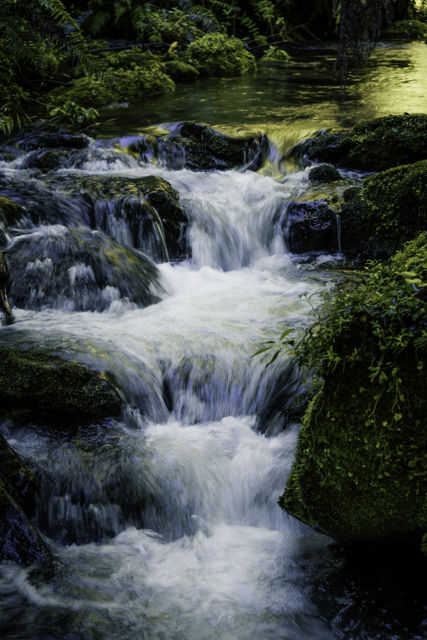 Shine Falls Stream - A beautiful native bush stream flows away from Shine Falls in Hawke's Bay