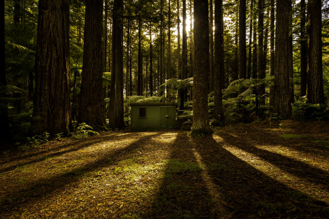 A Place In The Redwoods - A small hut in tall redwood trees with golden sunlight filtering through the spaces