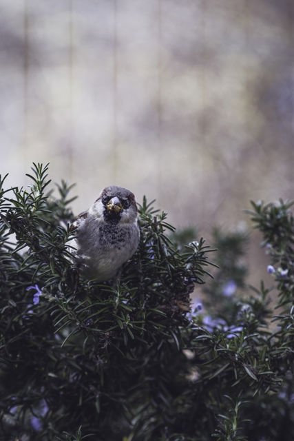 Hey Sparrow - A curious sparrow in a rosemary bush