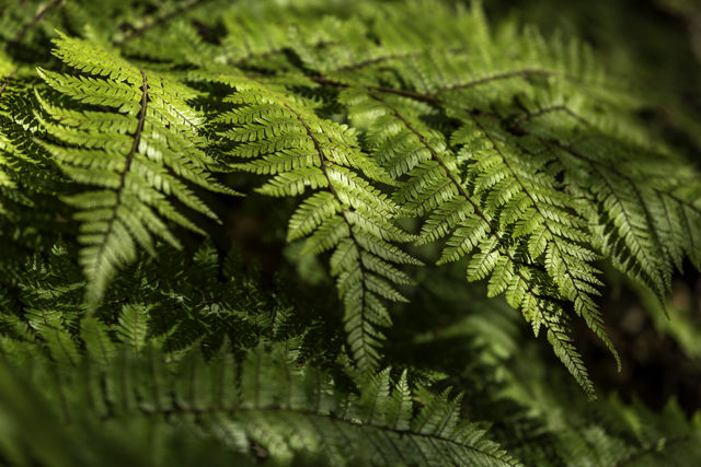 Fern - A fern seen in New Zealand bush