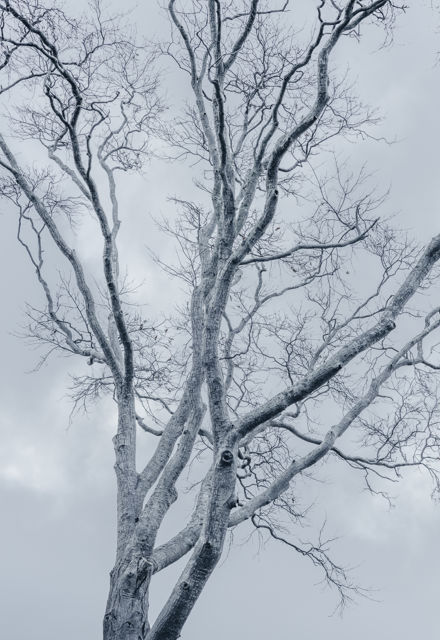 Waiting for Spring - A tree in winter, cold and bare