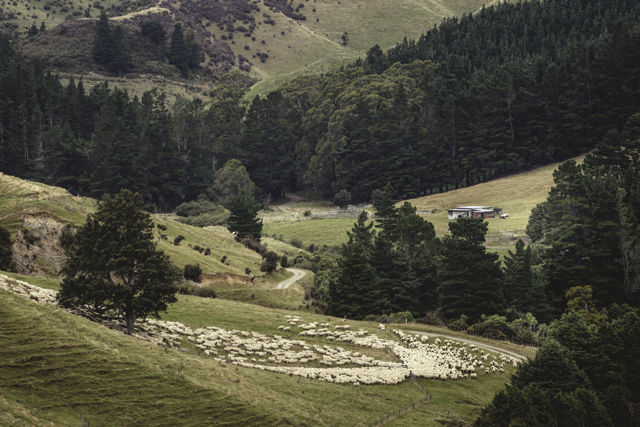 Ruahine Muster - Moving sheep in the Ruahine Range foothills