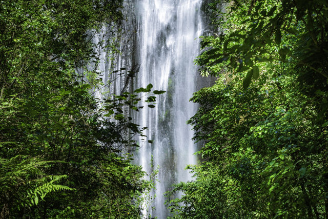 Shine Falls - Shine Falls with lush green native New Zealand bush