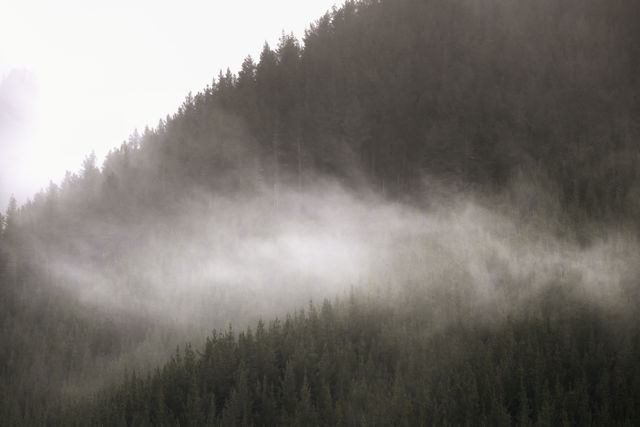 Tataraakina Forest Mist - Early morning mist cloaking the hills near Tataraakina on the Napier Taupo Road