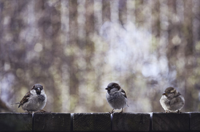 Three Sparrows II -