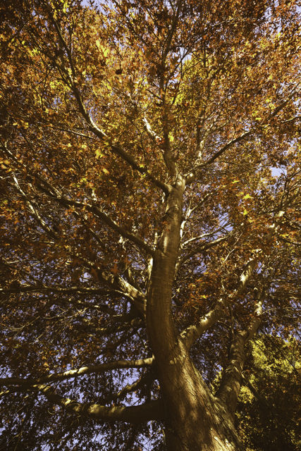 Autumn Tree - A beautiful tree in full autumn colours